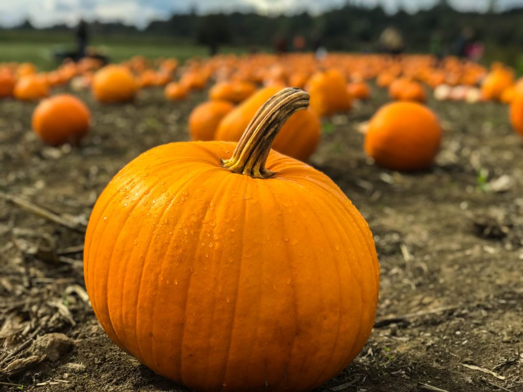 granja de calabazas en Londres